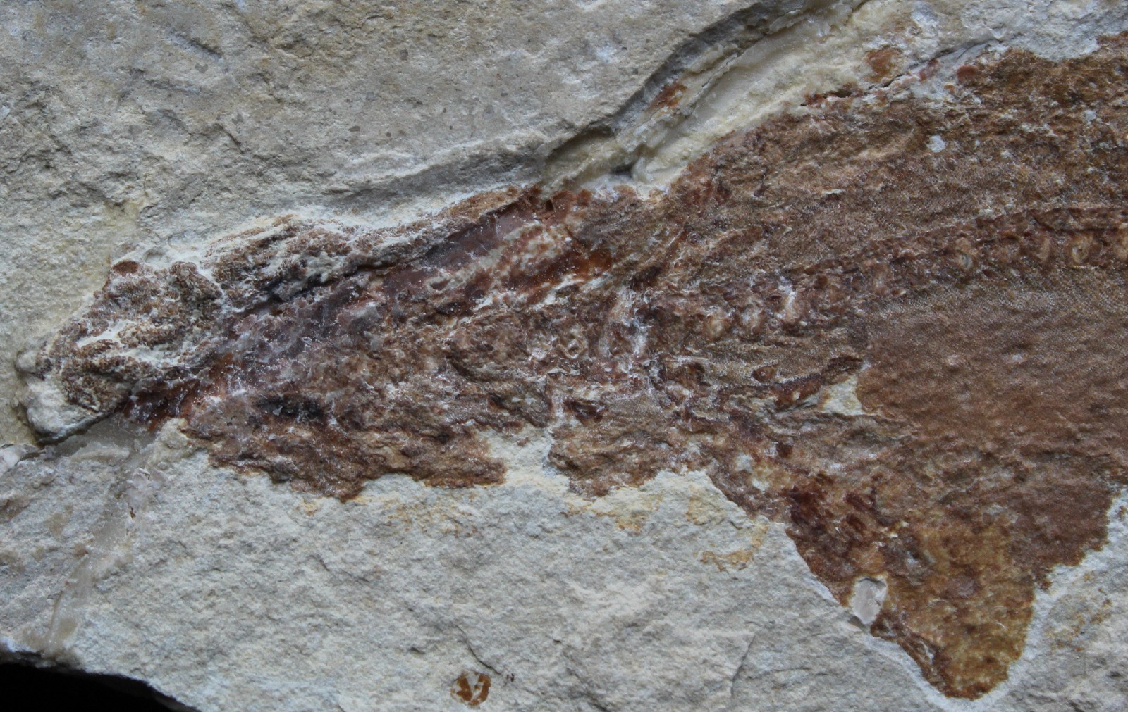 Shark 60 - Budget Specimen with Good Color - 100 Million Years Fossils Lebanon