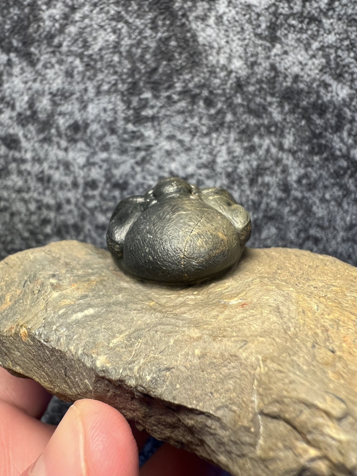 Reedops Trilobite Fossil – Detailed Collector Specimen