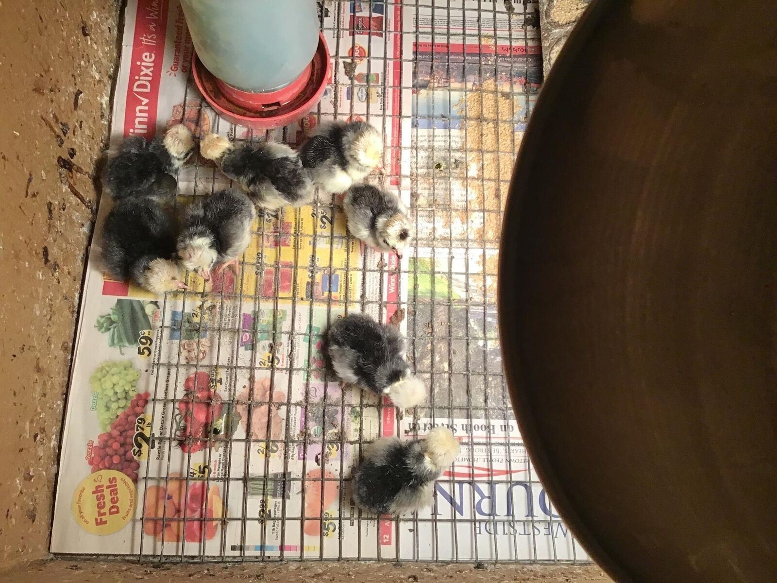 SILVER, BUFF, WHITE, GOLDEN POLISH BANTAM HATCHING EGGS SHIP 3/23 12+EGGS