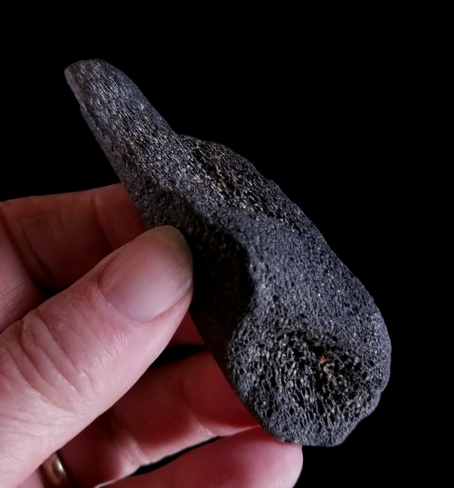 8 Calvert Cliffs MD Miocene Fossils Whale Dolphin Bones Barnacle Bivalve Turtle
