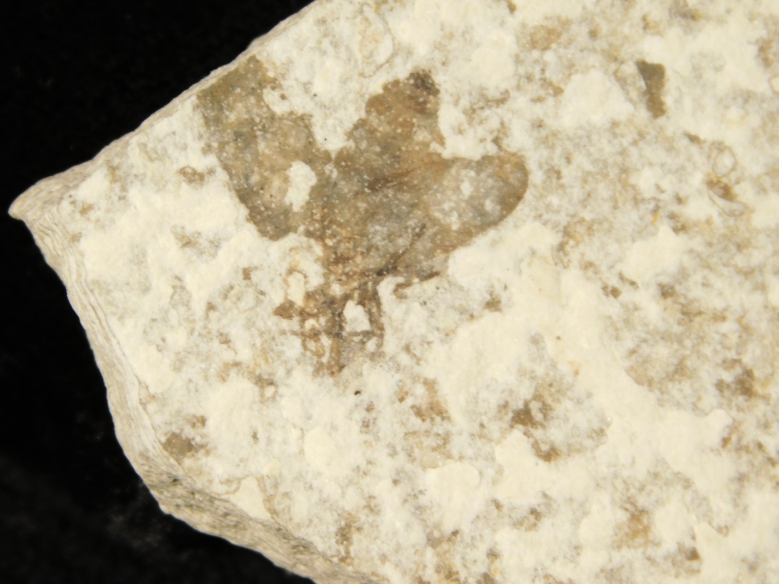 Winged INSECT FOSSIL 100% Natural From Fossil LAKE Wyoming 20.8gr