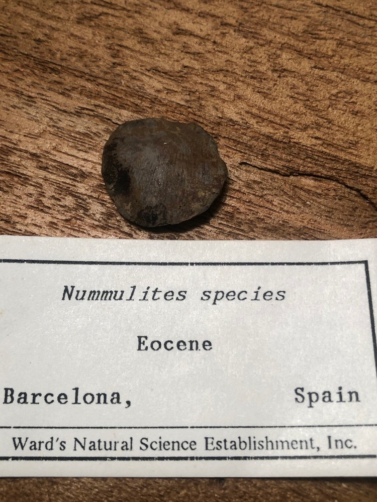 Protist Eocene Barcelona Spain Algae type Fossil "Nummulities"