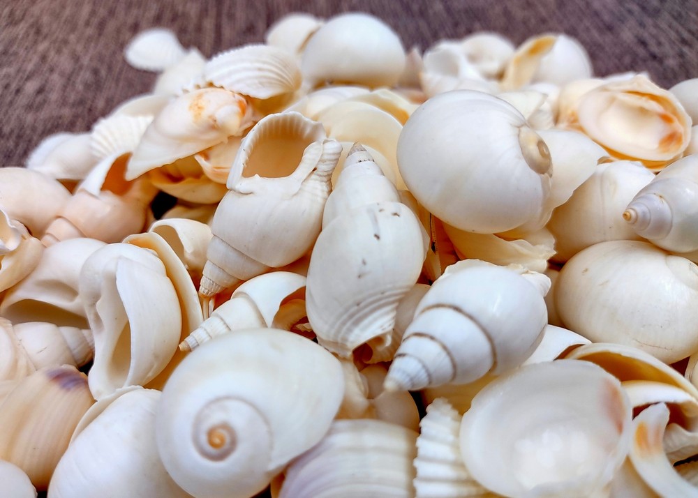 Small White Assorted Seashell Mix (approx. 1 kilogram shells 0.50+ inches)
