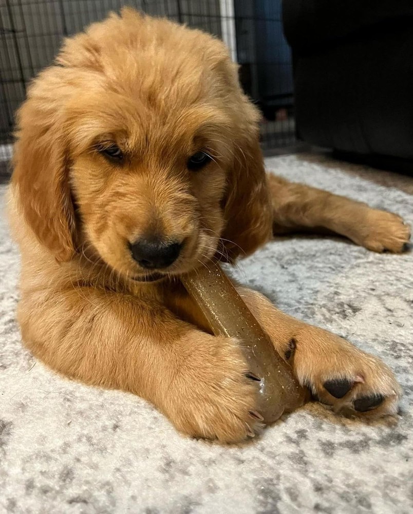 Regular 4.5" Nylabone Flavors: Chicken