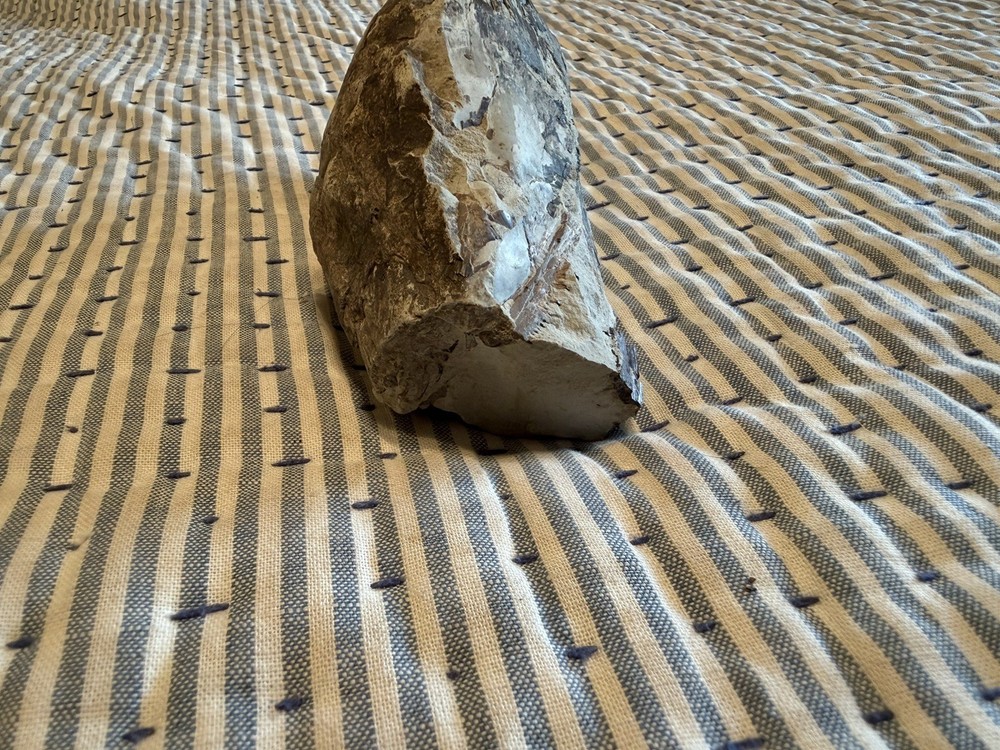 Fossilized Fish Skull With Teeth