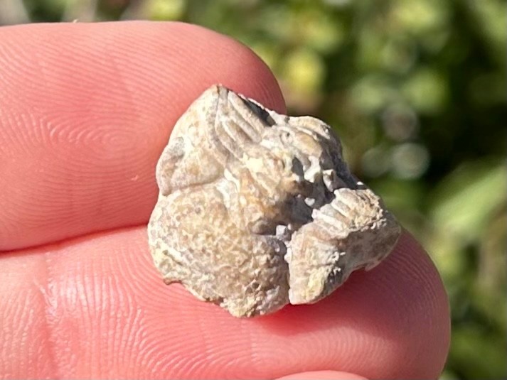 Oklahoma Fossil Trilobite Paciphacops campbelli Devonian Age Bug Enrolled