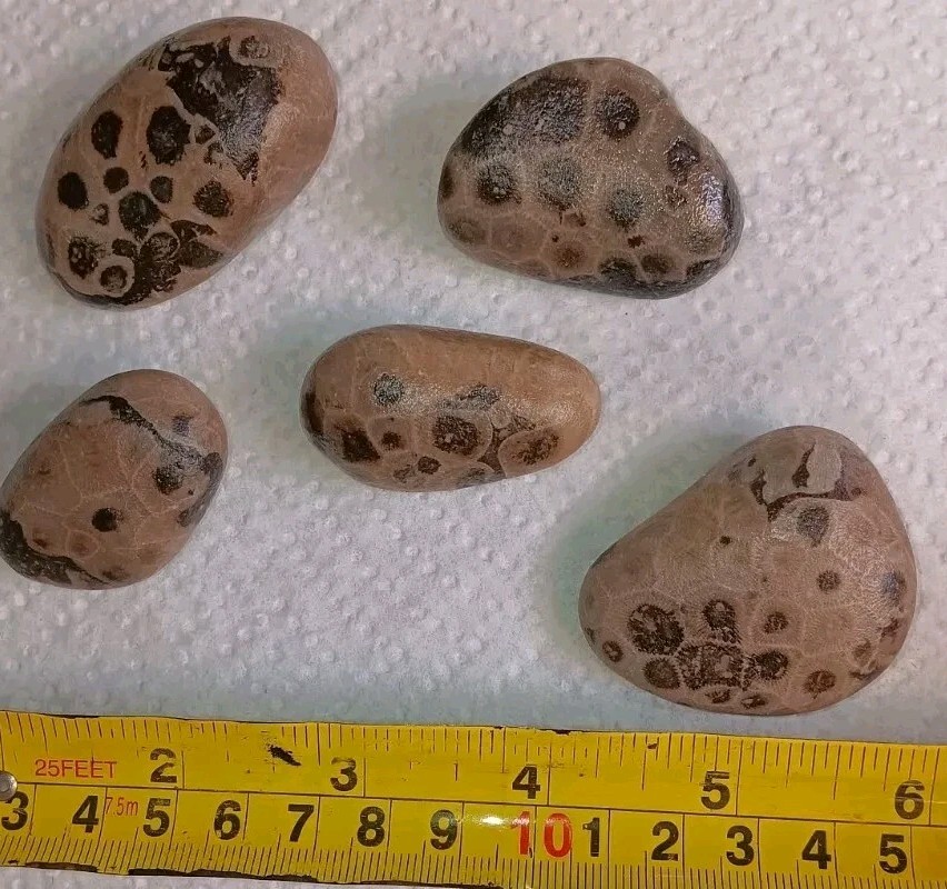 Petoskey Stone Lot- Dark Contrast Whole Raw Unpolished Lake Michigan Hexagonaria