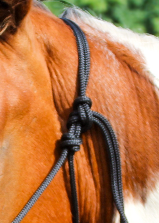 Sliding Ring Rope Halter W/ Rainbow Plated Ring