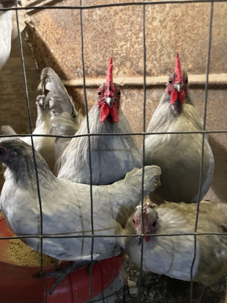 Self Blue OEGB 4 Hatching 🥚🥚🥚🥚🐣🐣🐣🐣