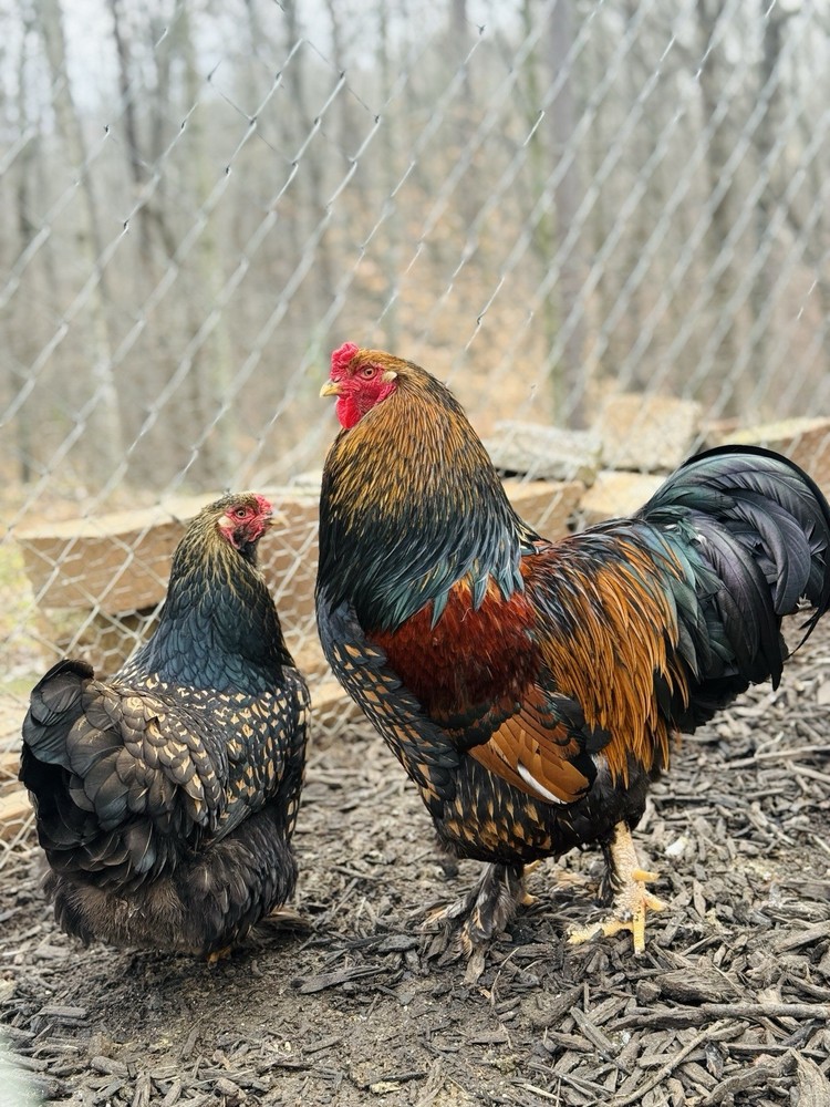 12++ Gold Laced Brahma Hatching Eggs