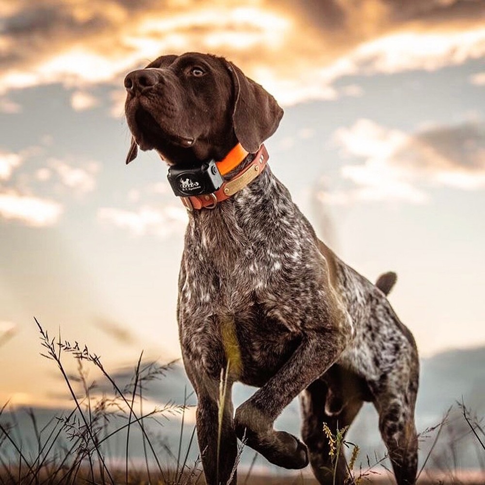 DT Systems SPT2422 Super Pro e-Lite Long Range Remote 2-Dog Training Collars