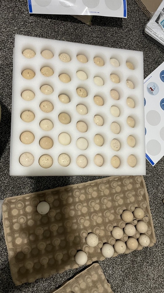 36+4 Fresh Chukar Partridge Hatching Eggs