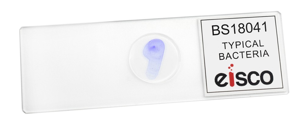 Typical Bacteria, Whole Mount - Prepared Microscope Slide - 75x25mm - Eisco Labs