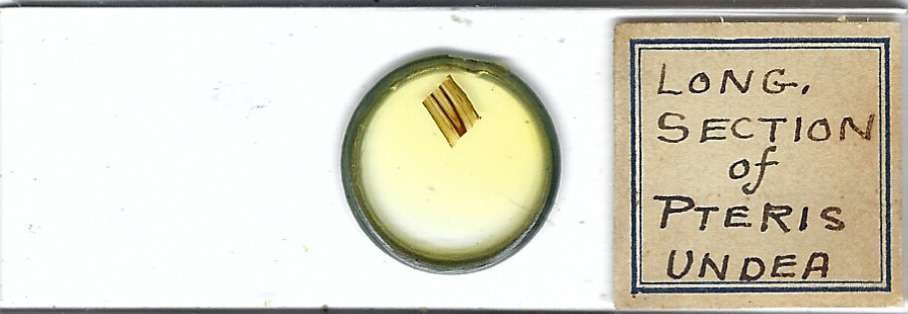 Pteris l.s. Microscope Slide