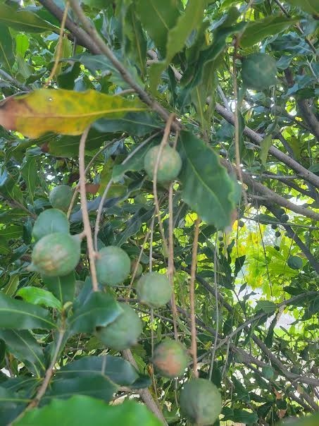 Beaumont Macadamia Nut Seedling (Macadamia integrifolia)