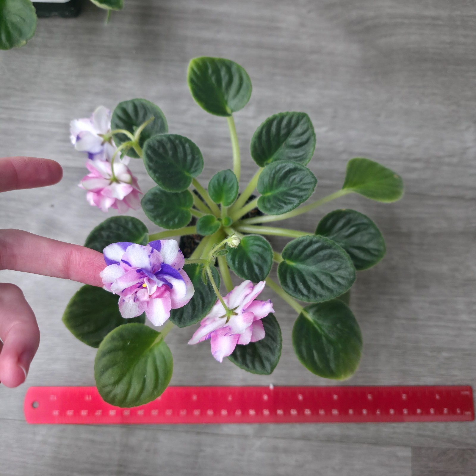 MK-Wind of Change (MK-Veter Peremen) -- Gorgeous Chimera RARE True Blooming