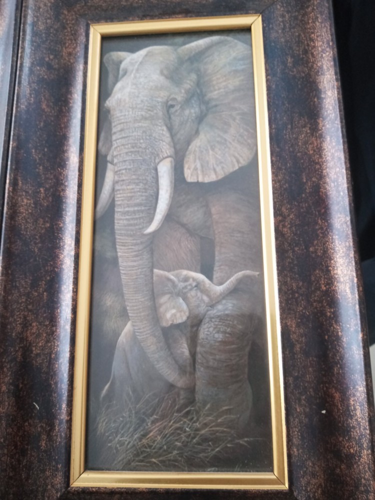 Safari Pictures In Frames