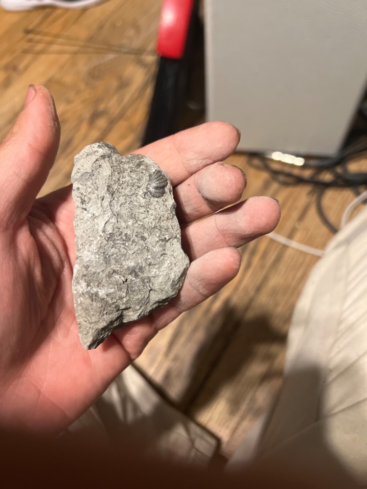 fossils other