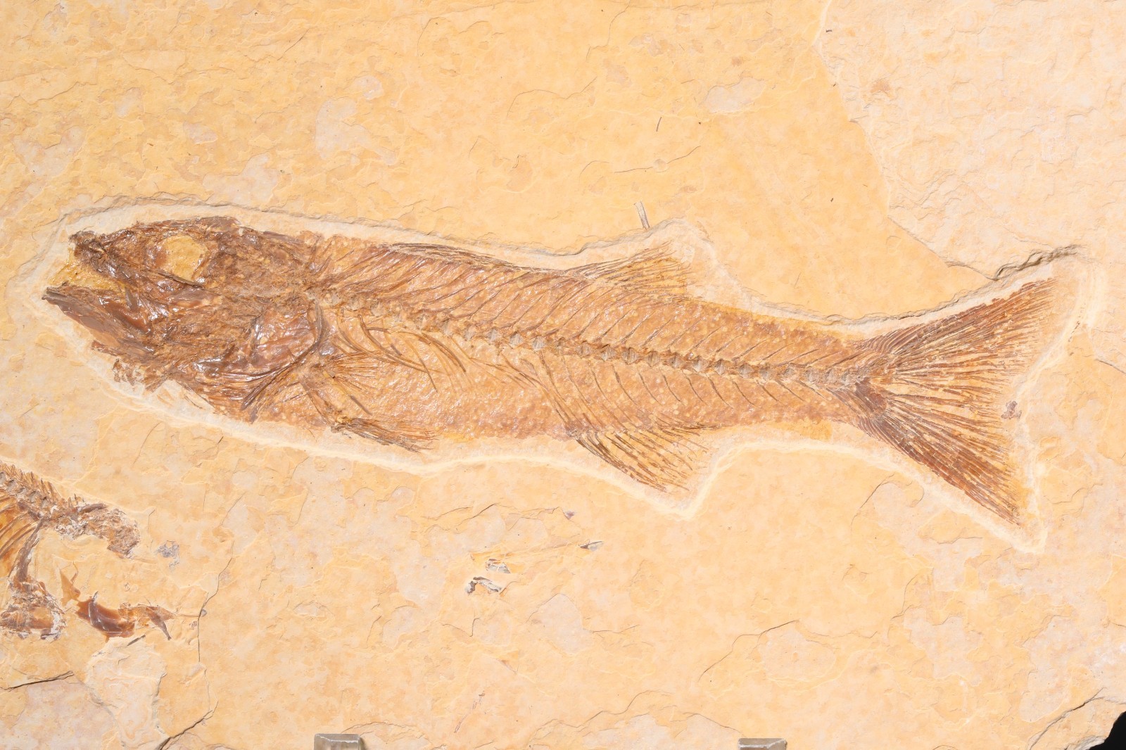 Superb 4" Mioplosus Fossil Fish Fossil Lake Green River Fm Wyoming COA 11897