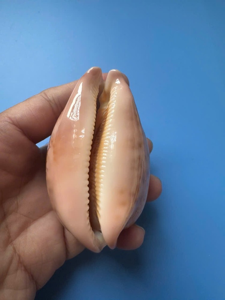 75.6mm | Cypraea Mappa |F+++ GEM | Nice pattern