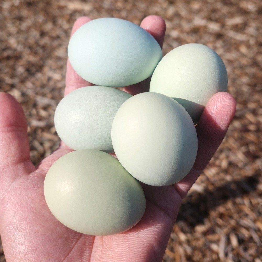 6 Easter Egger Chicken Hatching Eggs  - 1/2 Dozen - Heritage Green & Blue Layers
