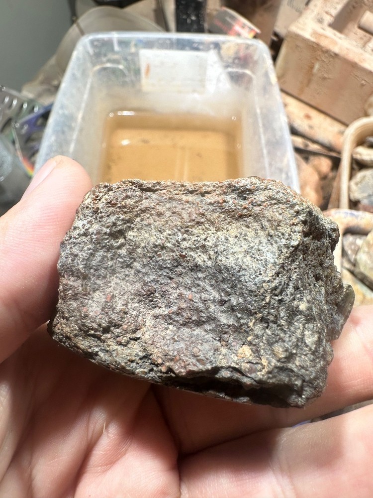Dinosaur bone rough polished specimen