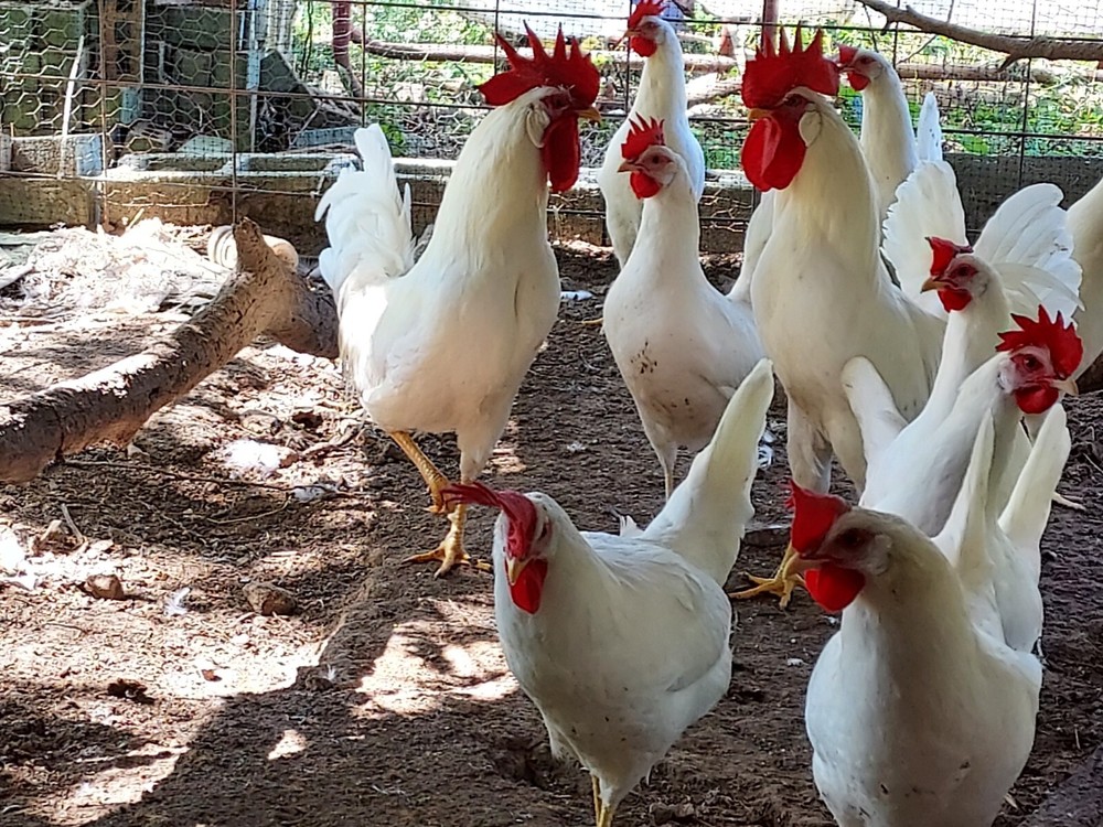6 Assorted Purebred Chicken Fertile Hatching Eggs (Read Description)