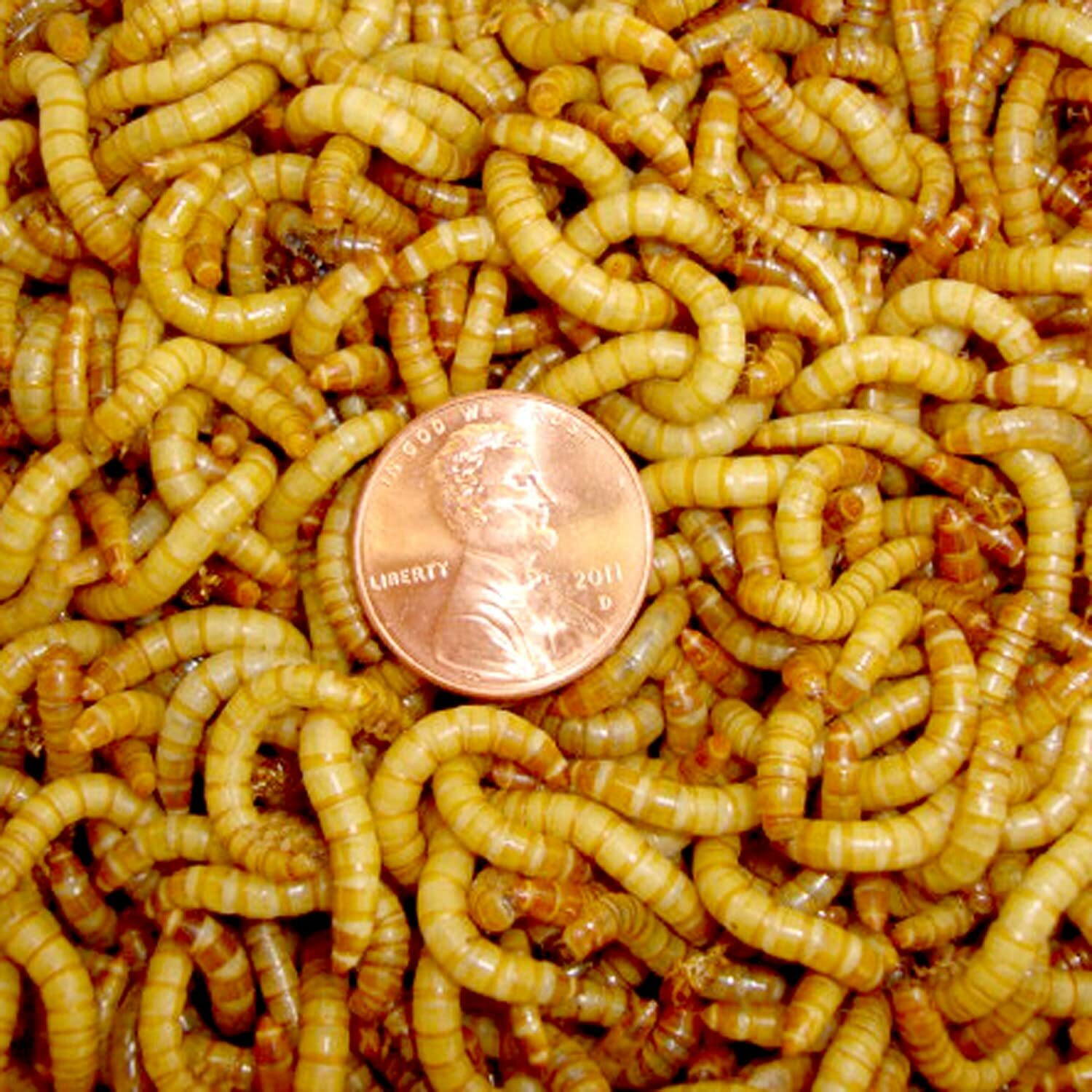Live Mealworms - 50 - 10,000 - Large 3/4" - 1" - Reptile Food