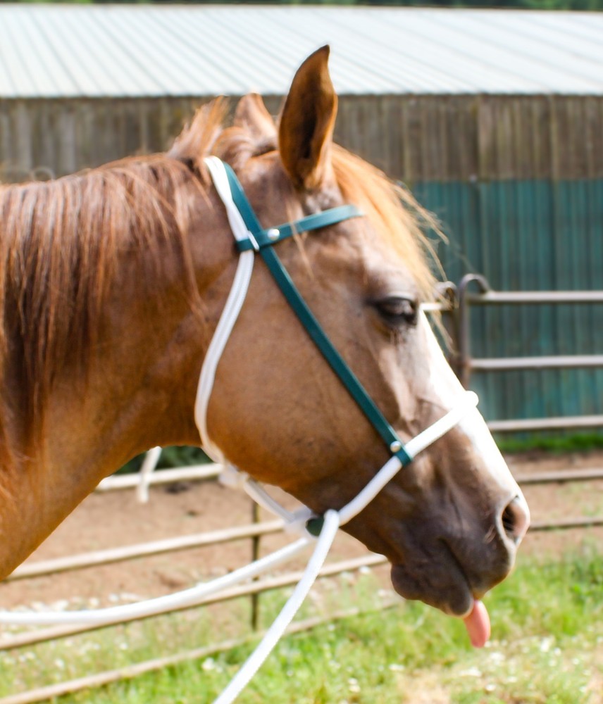 Sage Green Biothane Loping / Hackamore Bridle