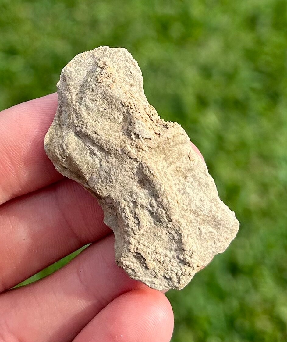 Alabama Fossil Starfish Cast Mississippian Trilobite Age Bangor Limestone Fm