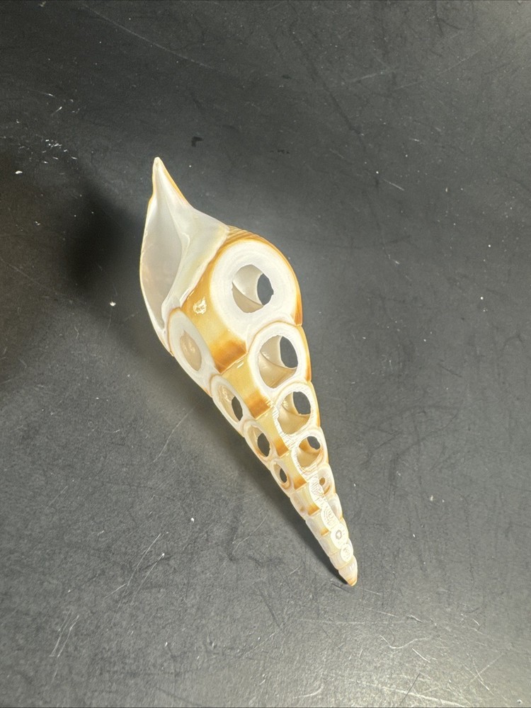 Tibia Shells Cut Polished Etched 2 Pieces Natural Decor Specimen
