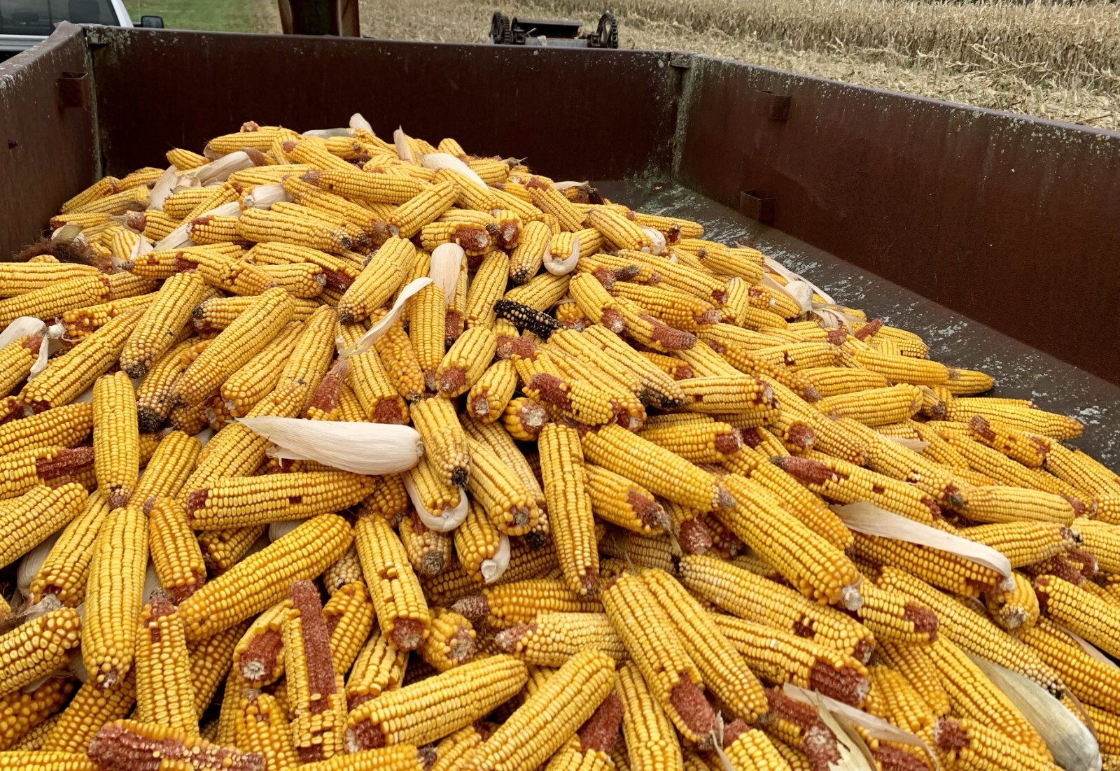 Shelled Corn Premium Wildlife, Bird, Animal Feed 15 lb Ship included