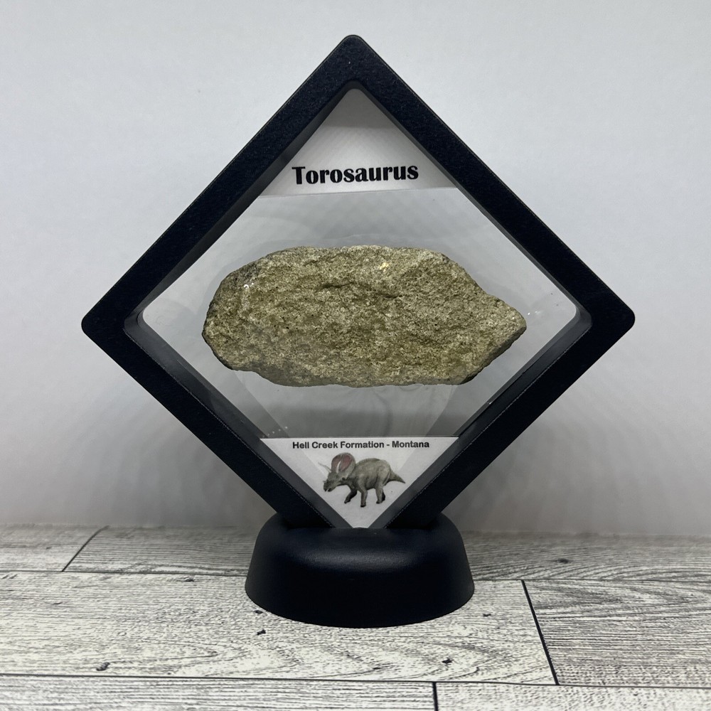 Torosaurus Extinct Ceratopsian Dinosaur Bone Fossil in Display Case