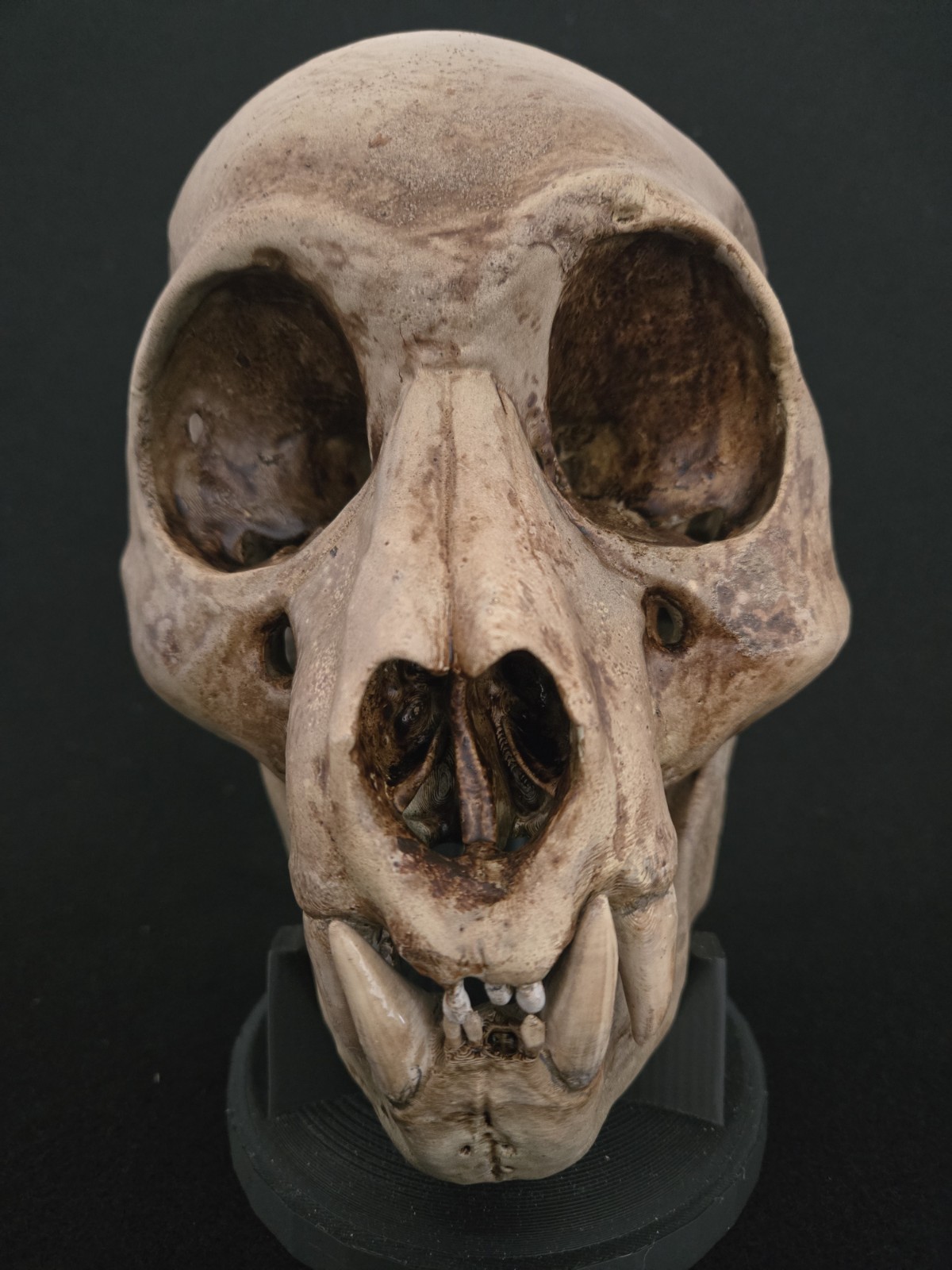 Bigfoot Skull Realistic "Large"