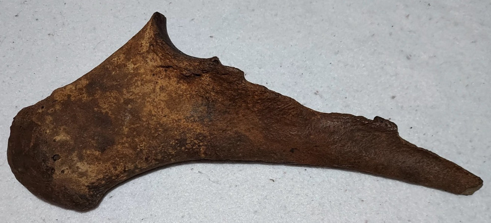 Ice Age Bison Left Ulna Bone Fossil