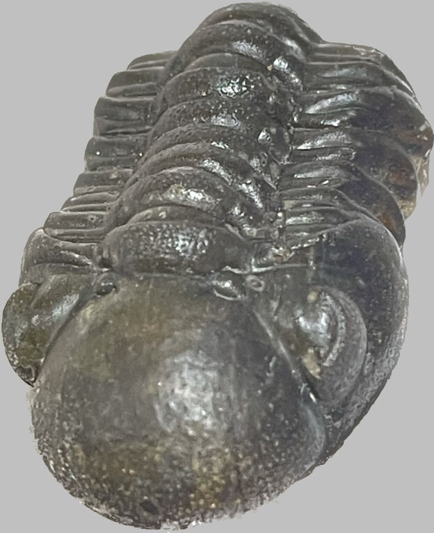 Flying Trilobite Phacops sp. from Morocco Devonian fossil