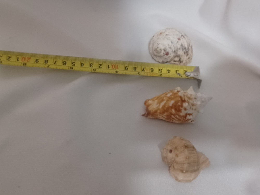 Assorted Large Conch / Seashell Lot See Pics