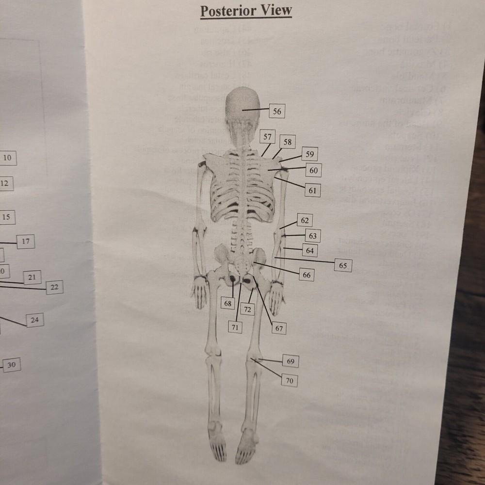 17"Human Skeleton HALLOWEEN Anatomy Model Science Classroom Skeleton Model Tool