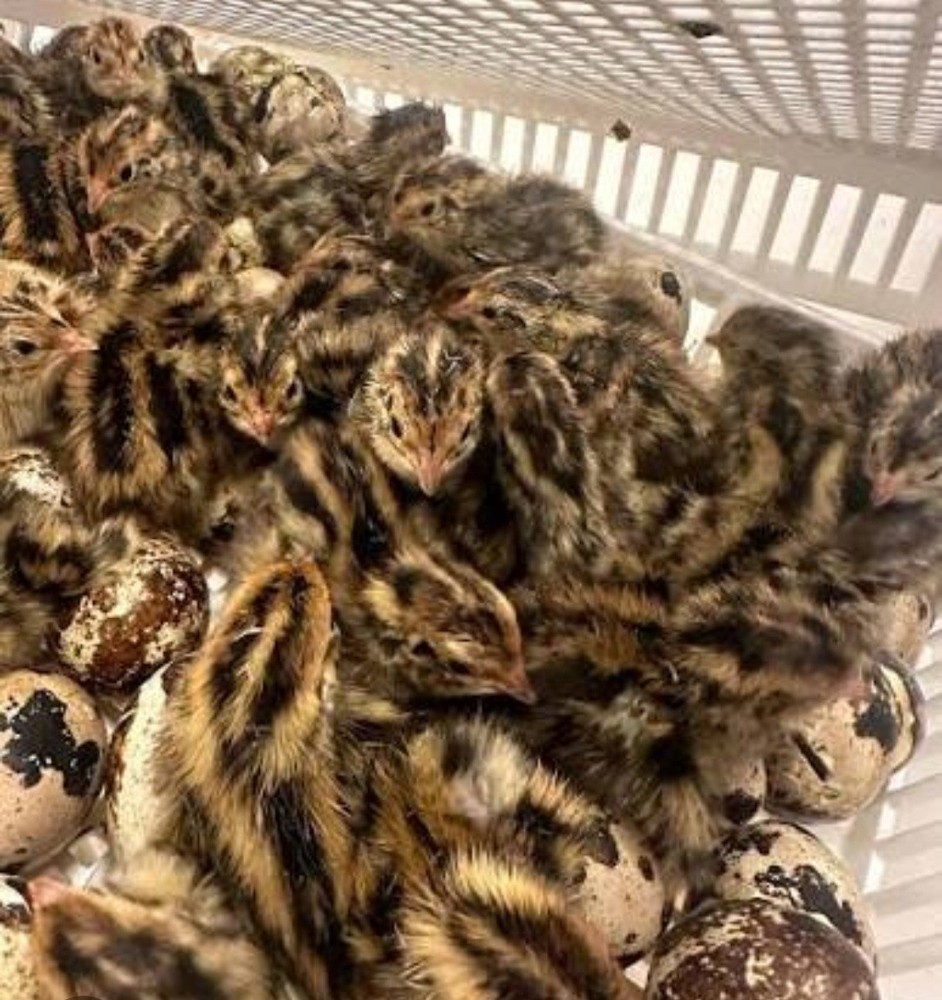 Jumbo Brown Coturnix Quail Hatching Eggs-24