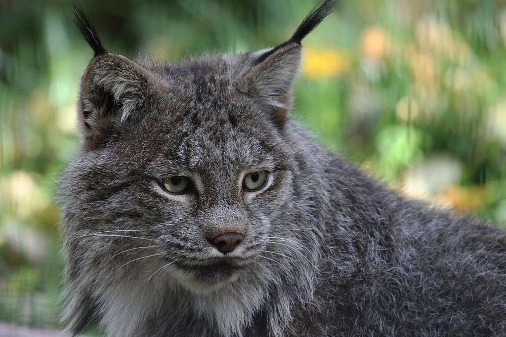 Lynx Taxidermy Reference Photo Cd