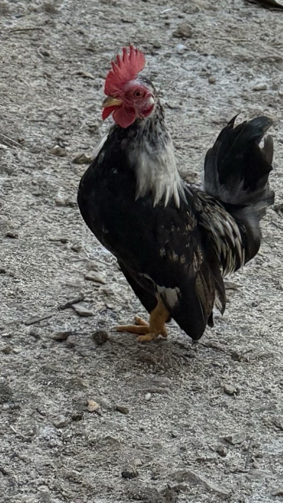 18++Small/Micro A&B SERAMA Hatching Eggs