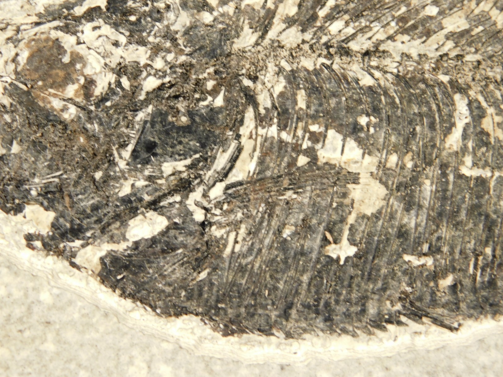 Larger! FIFTY Million Year Old! Diplomystus Dentatus FISH Fossil Wyoming 343gr