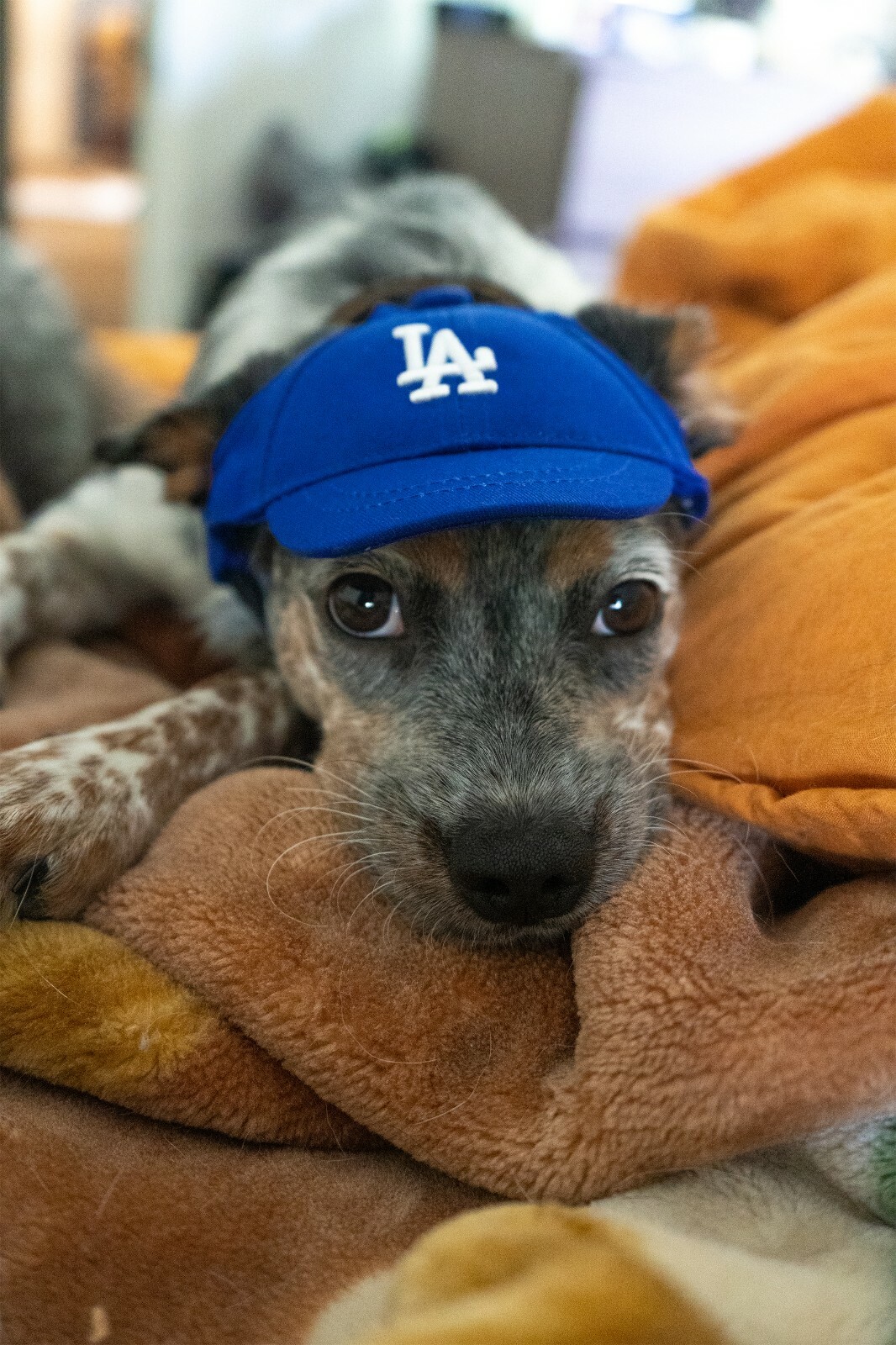 Genuine MLB Los Angeles Dodgers LA Logo Pet Dog Comfortable Cap Navy Blue