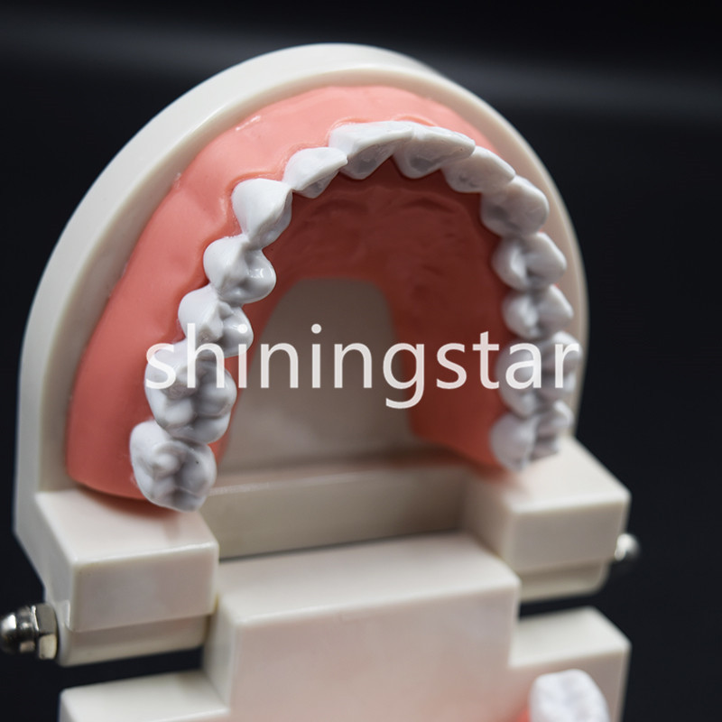 Dental Teaching Study Adult Standard Typodont Demonstration Teeth Model