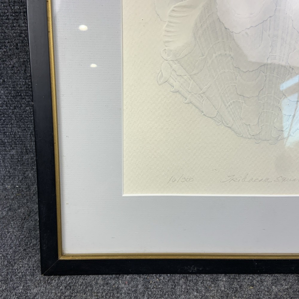 Suzanne Thomas Framed Tridaena Squamosa I Embossed Shell Signed Artist’s Proof