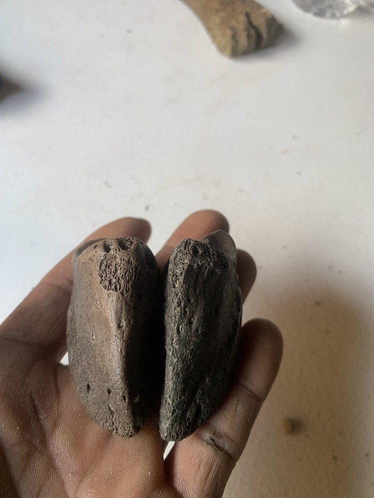 Fossilized Bison Bones