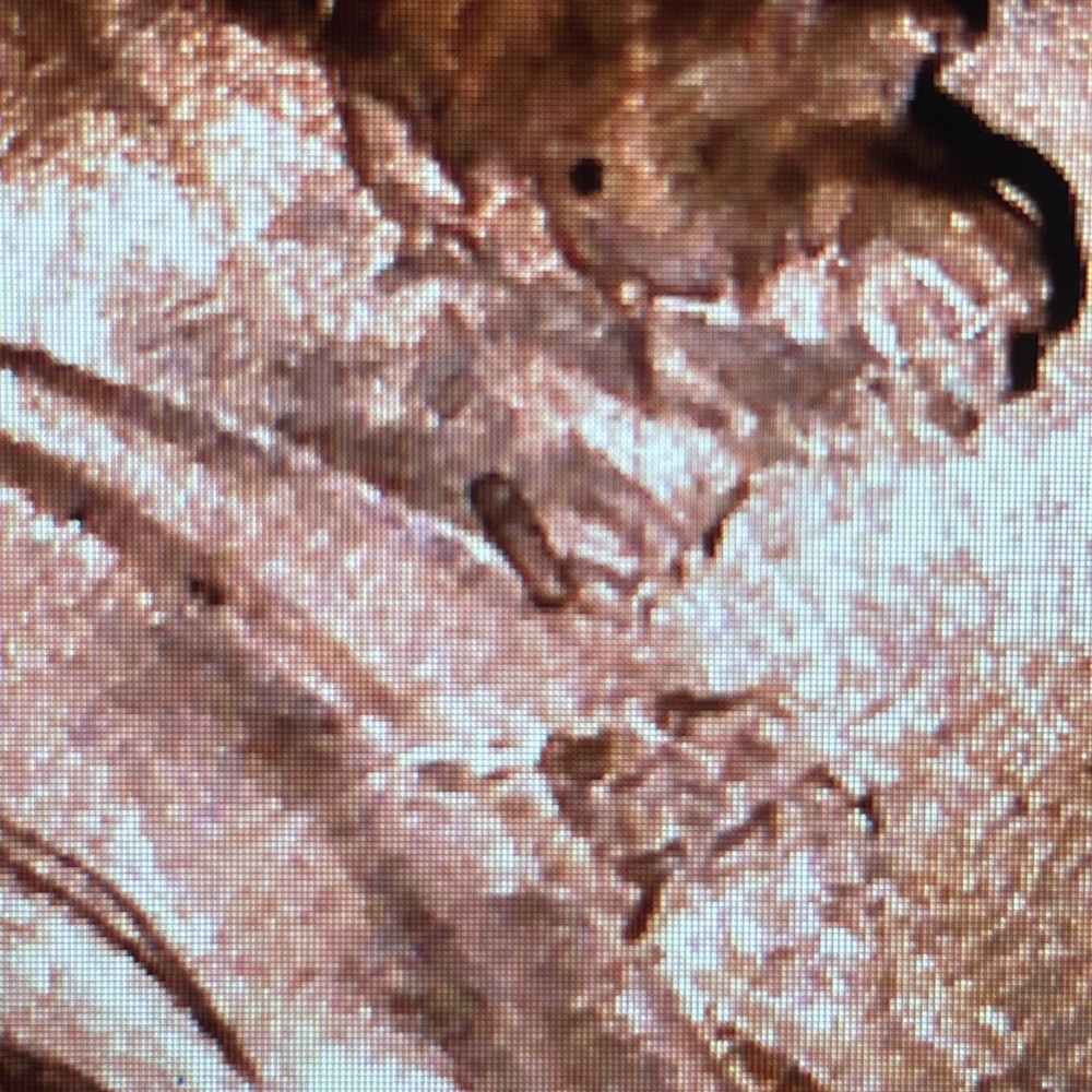 2023 Penny Struck through Object Error On Neck