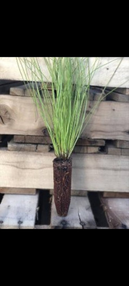 50 Containerized Longleaf Pine Seedlings (NOT BARE ROOT)
