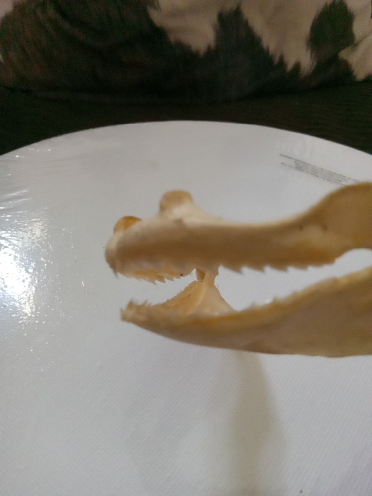 Lizard Sharp Teeth skeleton