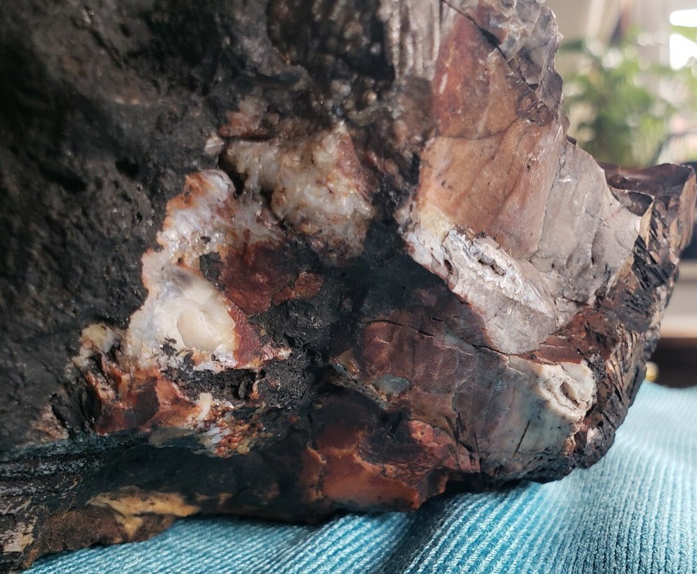 Agatized Opalized Petrified Oregon Fire-scorched Driftwood